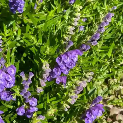 Foto von Baikal-Helmkraut (Scutellaria baicalensis)