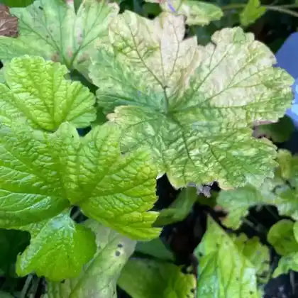 Foto von Gold-Erdbeere 'Goldkäfer' (Waldsteinia geoides 'Goldkäfer')