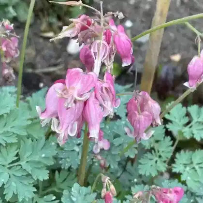 Foto von Zwergige Garten-Herzblume 'King of Hearts' (Dicentra formosa 'King of Hearts')