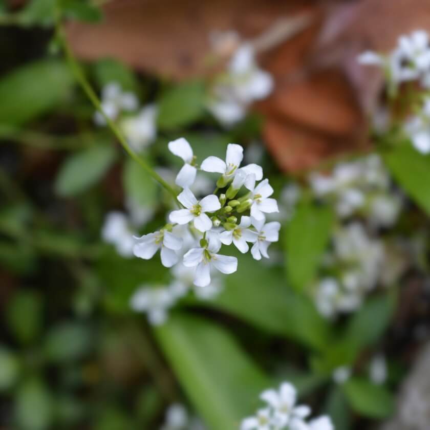 Gänsekresse / Arabis x suendermannii