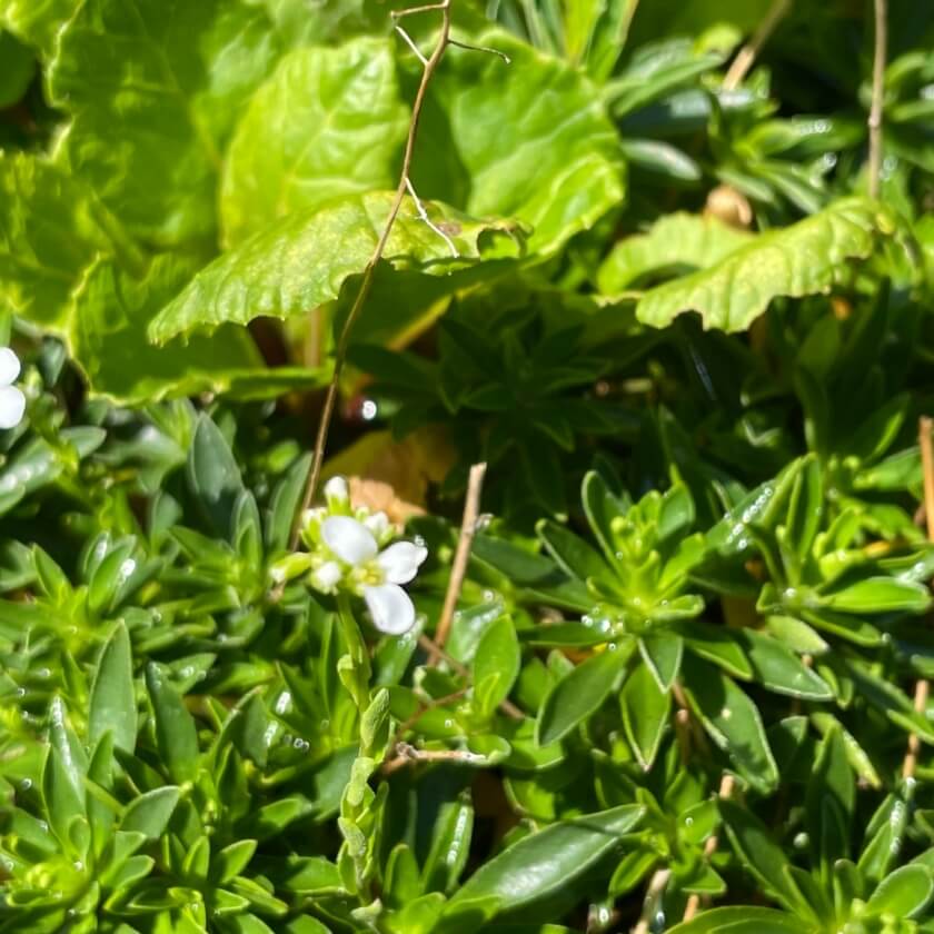 Gänsekresse / Arabis x suendermannii