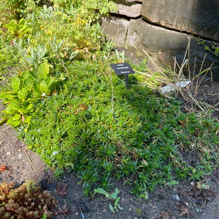 Gänsekresse / Arabis x suendermannii