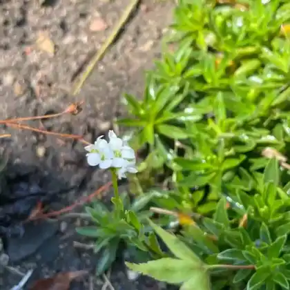 Foto von Gänsekresse (Arabis x suendermannii)