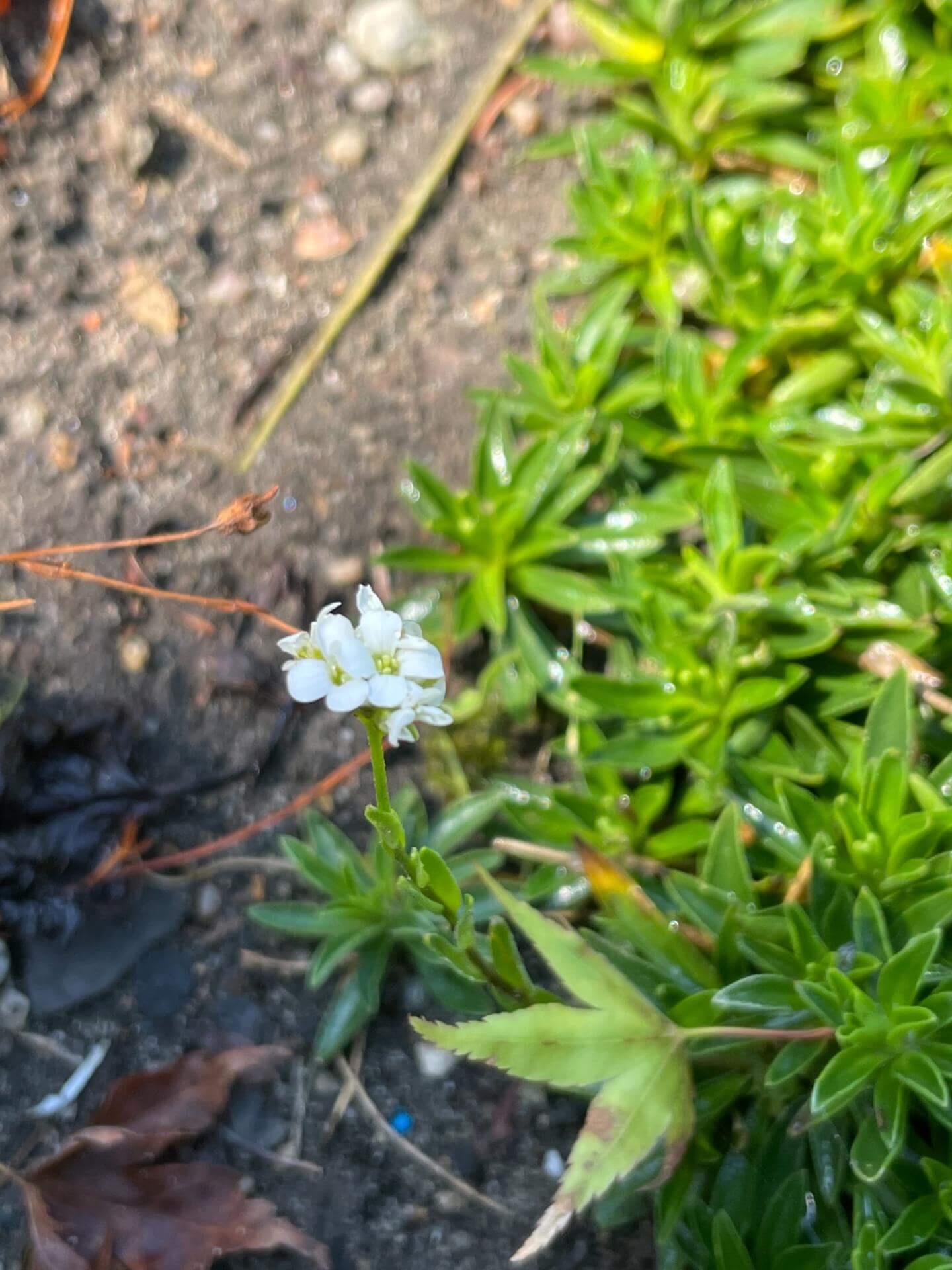 Gänsekresse / Arabis x suendermannii