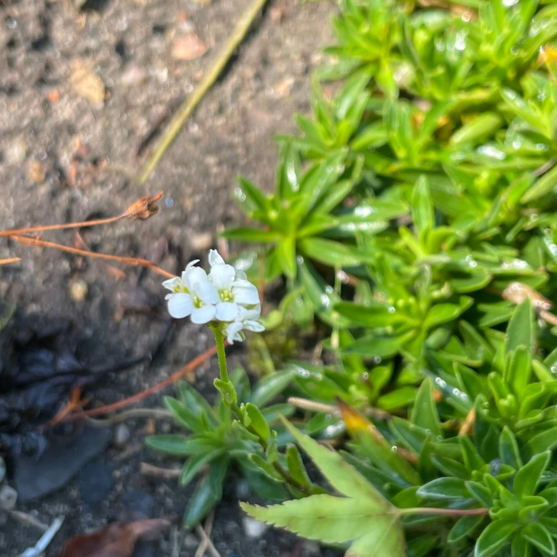 Gänsekresse / Arabis x suendermannii