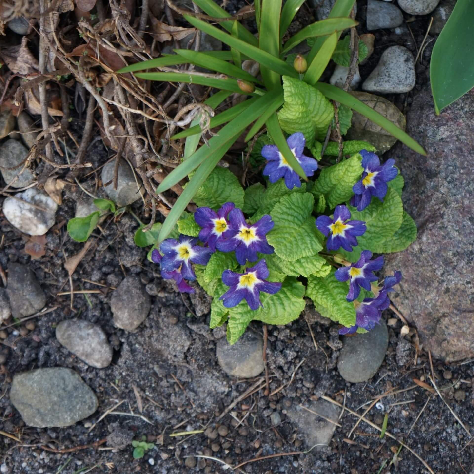 Kissenprimel (Primula x pruhoniciana)