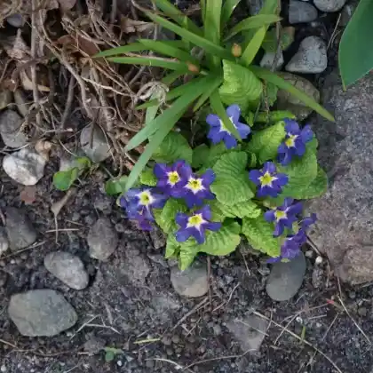 Foto von Kissenprimel (Primula x pruhoniciana)