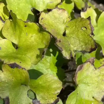 Foto von Leberblümchen 'Himmelslicht' (Hepatica x media 'Himmelslicht')