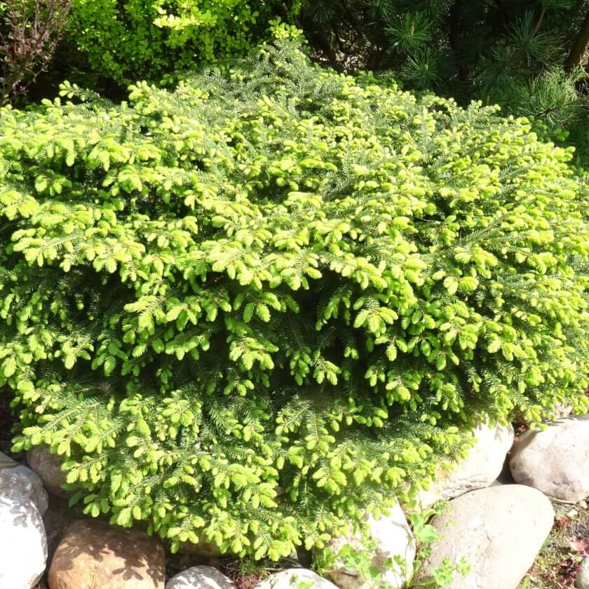Nestfichte 'Nidiformis' / Picea abies 'Nidiformis'