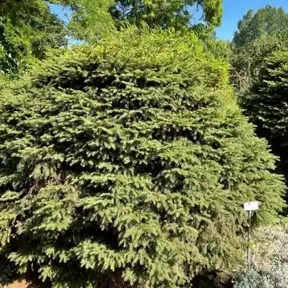 Foto von Nestfichte 'Nidiformis' (Picea abies 'Nidiformis')