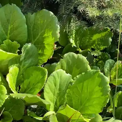 Foto von Bergenie 'Abendglut' (Bergenia cordifolia 'Abendglut')