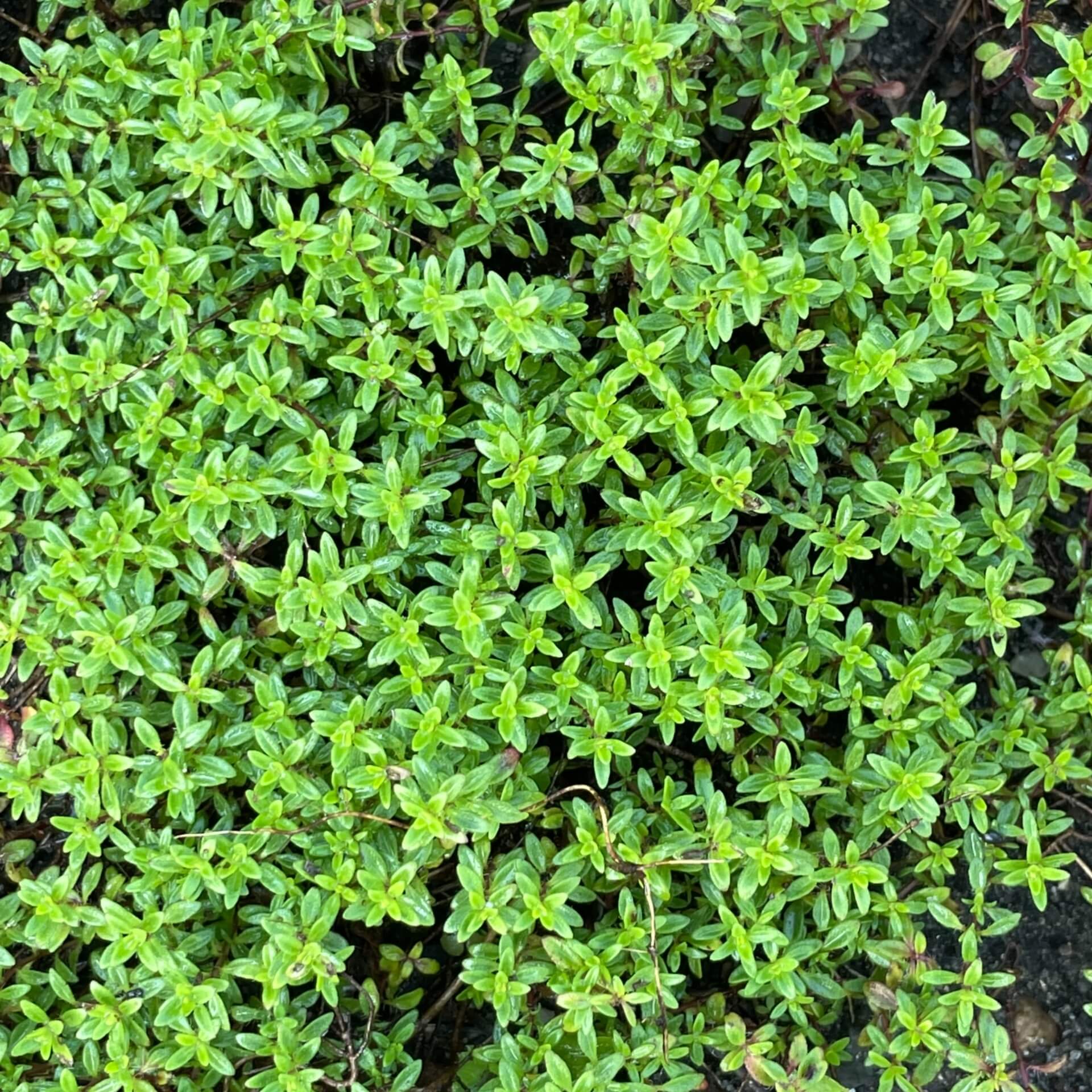 Sand-Thymian 'Atropurpureum (Thymus serpyllum 'Atropurpureum')