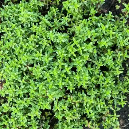 Foto von Sand-Thymian 'Atropurpureum (Thymus serpyllum 'Atropurpureum')