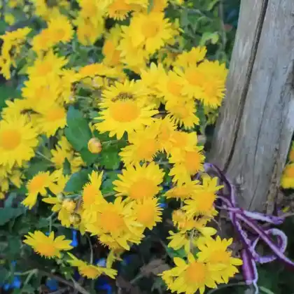 Foto von Herbst-Chrysantheme (Chrysanthemum Indicum)