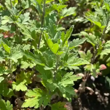 Foto von Winteraster 'Manito' (Chrysanthemum indicum 'Manito')