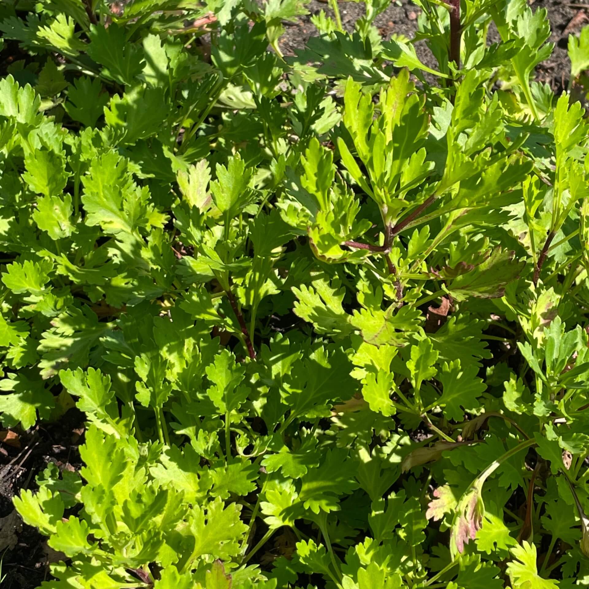 Grönlandmargerite (Chrysanthemum arcticum)