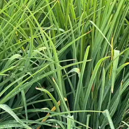 Foto von Taglilie 'Hyperion' (Hemerocallis x hybrida 'Hyperion')