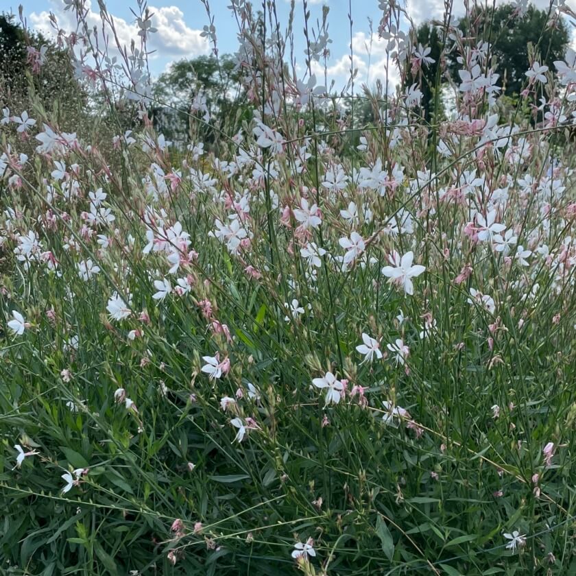 Prachtkerze / Gaura lindheimerii