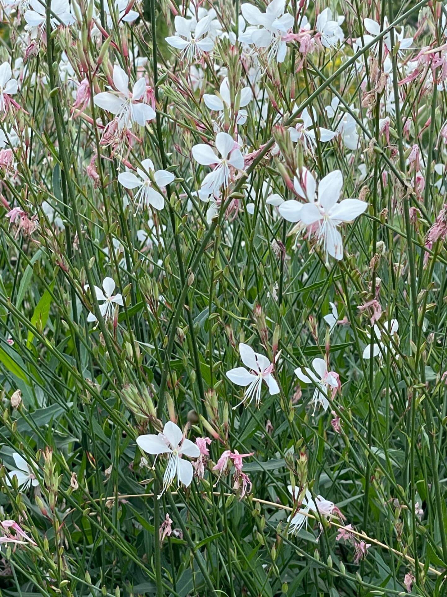 Prachtkerze / Gaura lindheimerii