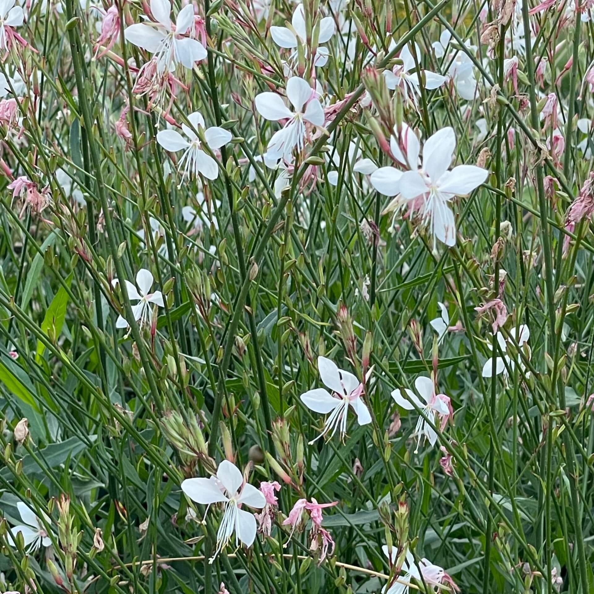 Prachtkerze (Gaura lindheimerii)