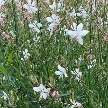 Foto von Prachtkerze (Gaura lindheimerii)