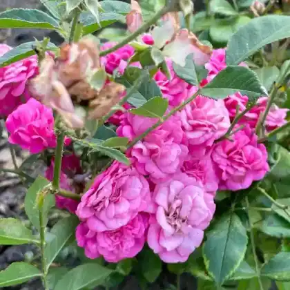 Foto von Beetrose 'Gabrielle Privat' (Rosa 'Gabrielle Privat')