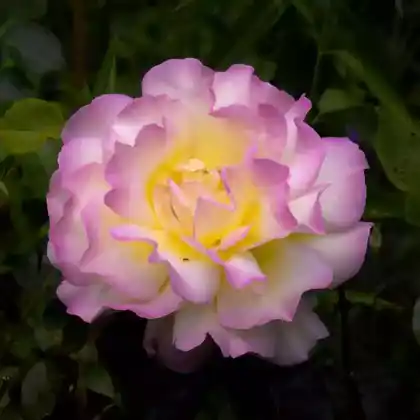Foto von Edelrose 'Gloria Dei' (Rosa 'Gloria Dei')