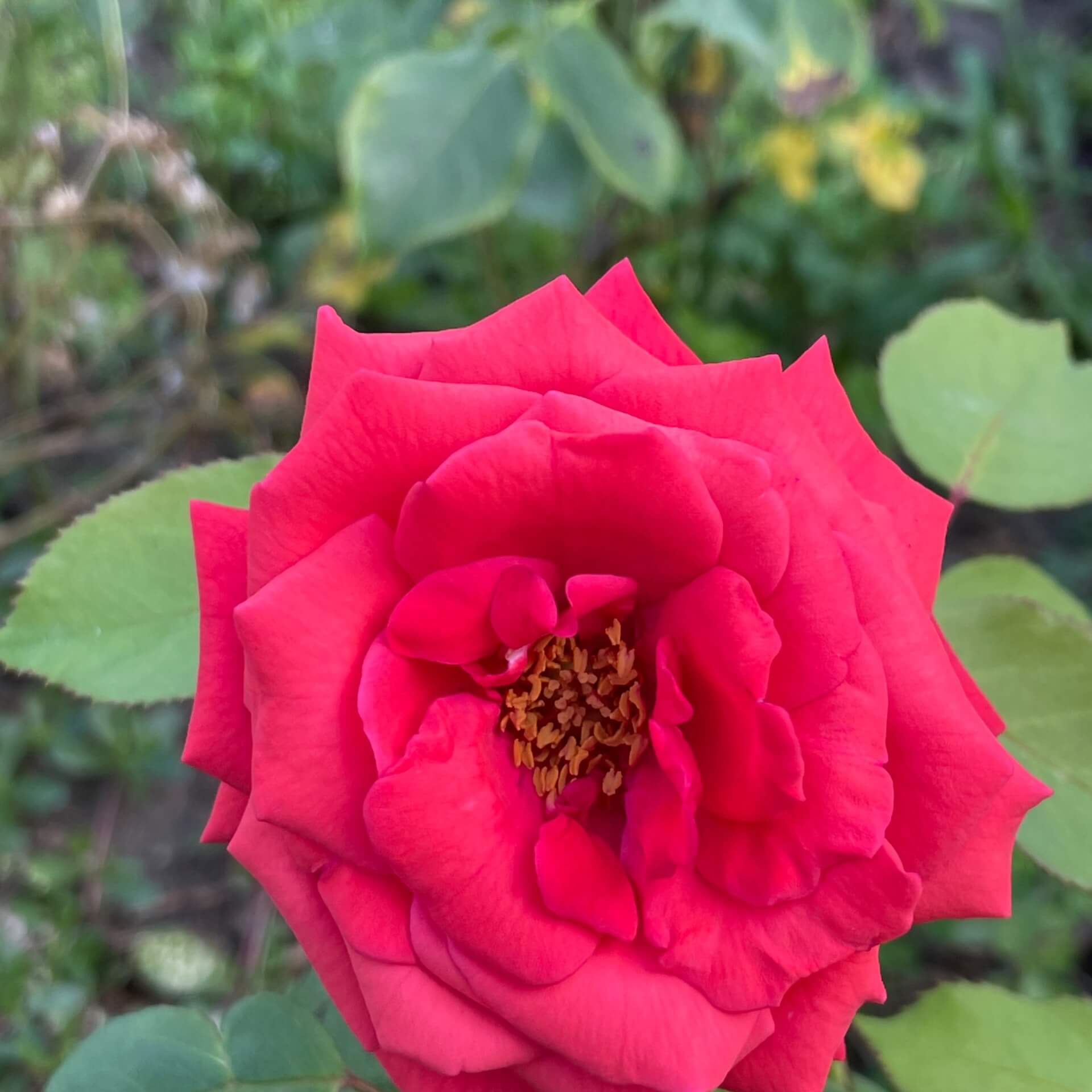 Edelrose 'Roter Stern' (Rosa 'Roter Stern')