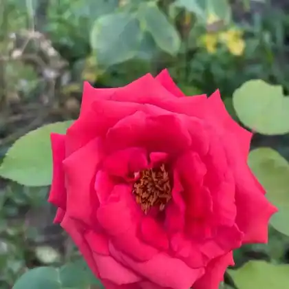 Foto von Edelrose 'Roter Stern' (Rosa 'Roter Stern')