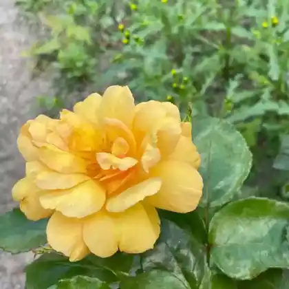 Foto von Beetrose 'Bernstein Rose' (Rosa 'Bernstein Rose')