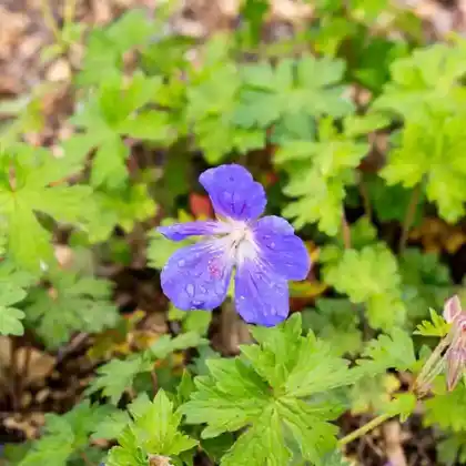 Foto von Wiesen-Storchschnabel 'Johnsons Blue' (Geranium pratense 'Johnsons Blue')