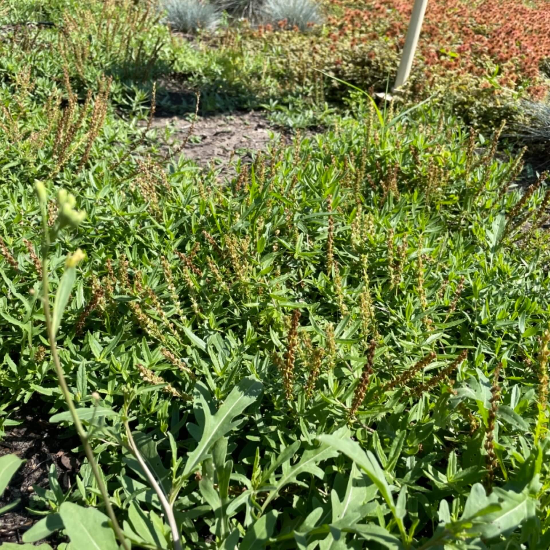 Niederliegender Ehrenpreis 'Coerulea' (Veronica prostrata 'Coerulea')