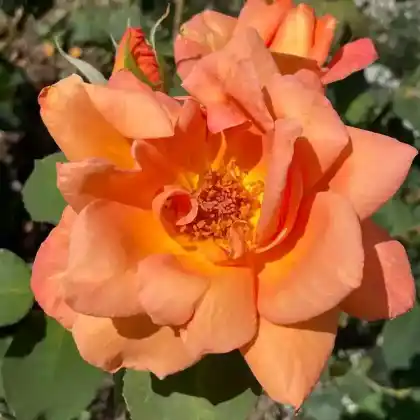 Foto von Edelrose 'Sutter's Gold' (Rosa 'Sutter's Gold')