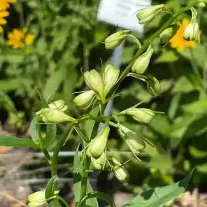 Foto von Hoher Rittersporn 'Augenweide' (Delphinium x elatum 'Augenweide')