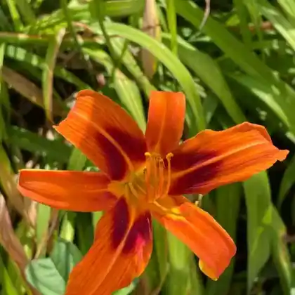 Foto von Taglilie 'Rajah' (Hemerocallis x hybrida 'Rajah')