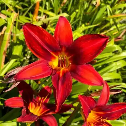 Foto von Taglilie 'Summer Interlude' (Hemerocallis x hybrida 'Summer Interlude')