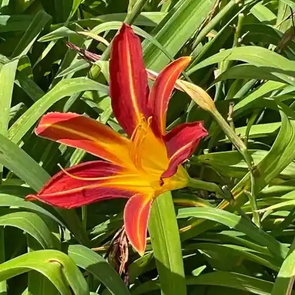 Foto von Taglilie 'Stern von Rio' (Hemerocallis x hybrida 'Stern von Rio')