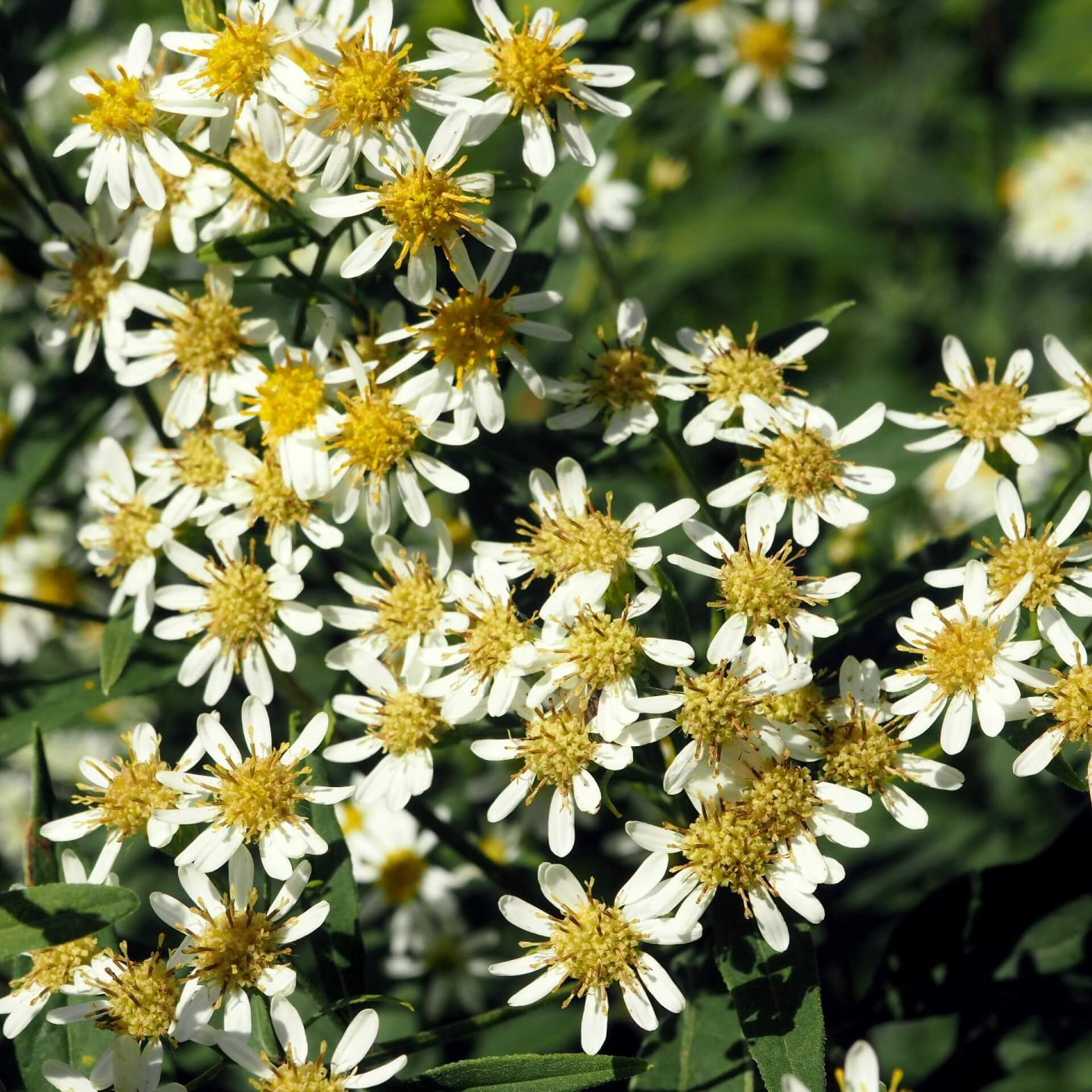 Doldige Aster (Aster umbellatus)