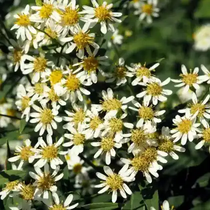 Foto von Doldige Aster (Aster umbellatus)