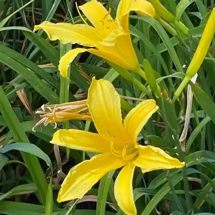 Foto von Taglilie 'Felice' (Hemerocallis x hybrida 'Felice')