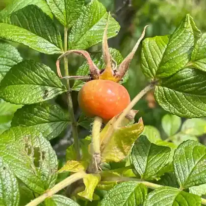Foto von Apfel-Rose 'Albiflora' (Rosa rugosa var. albiflora)