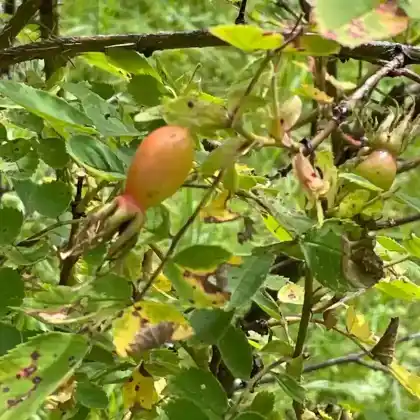 Foto von Nootka Rose (Rosa nutkana)