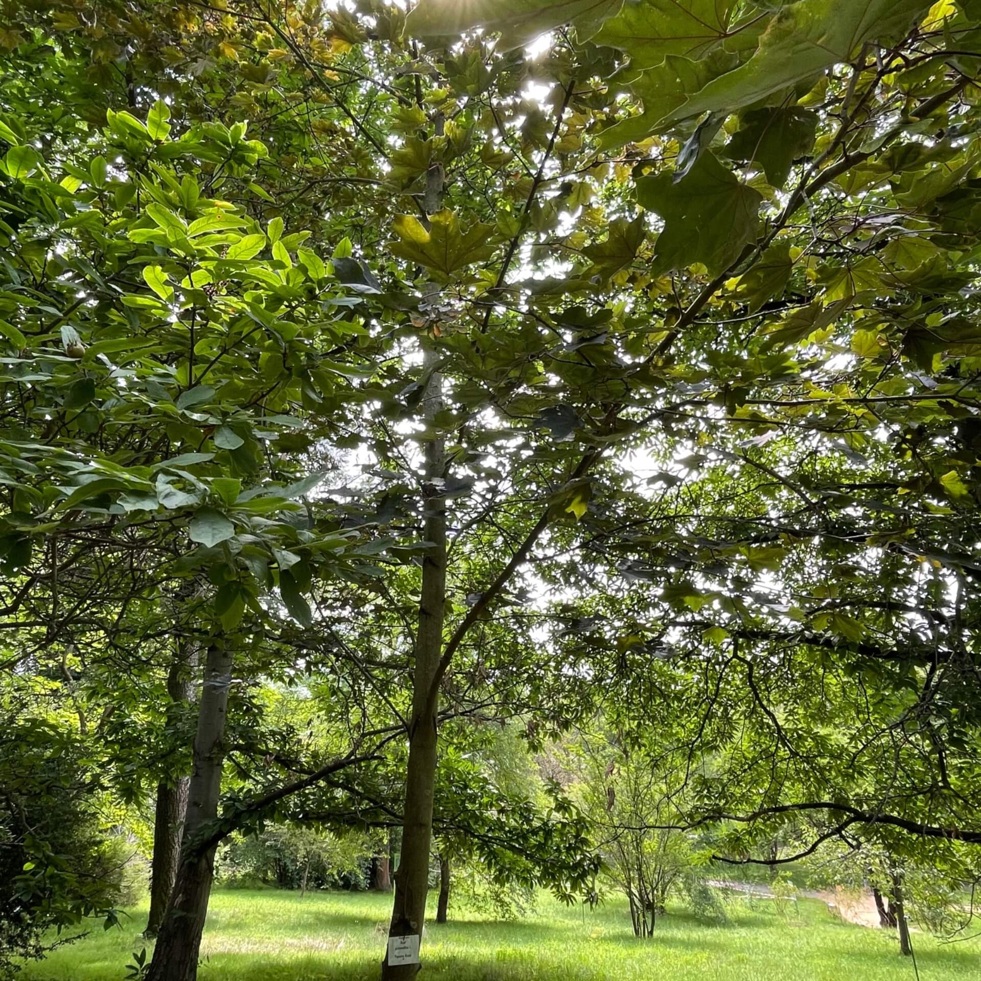 Blutahorn 'Faassen's Black' (Acer platanoides 'Faassen's Black')