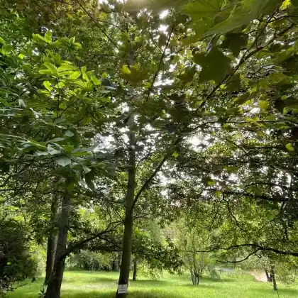 Foto von Blutahorn 'Faassen's Black' (Acer platanoides 'Faassen's Black')