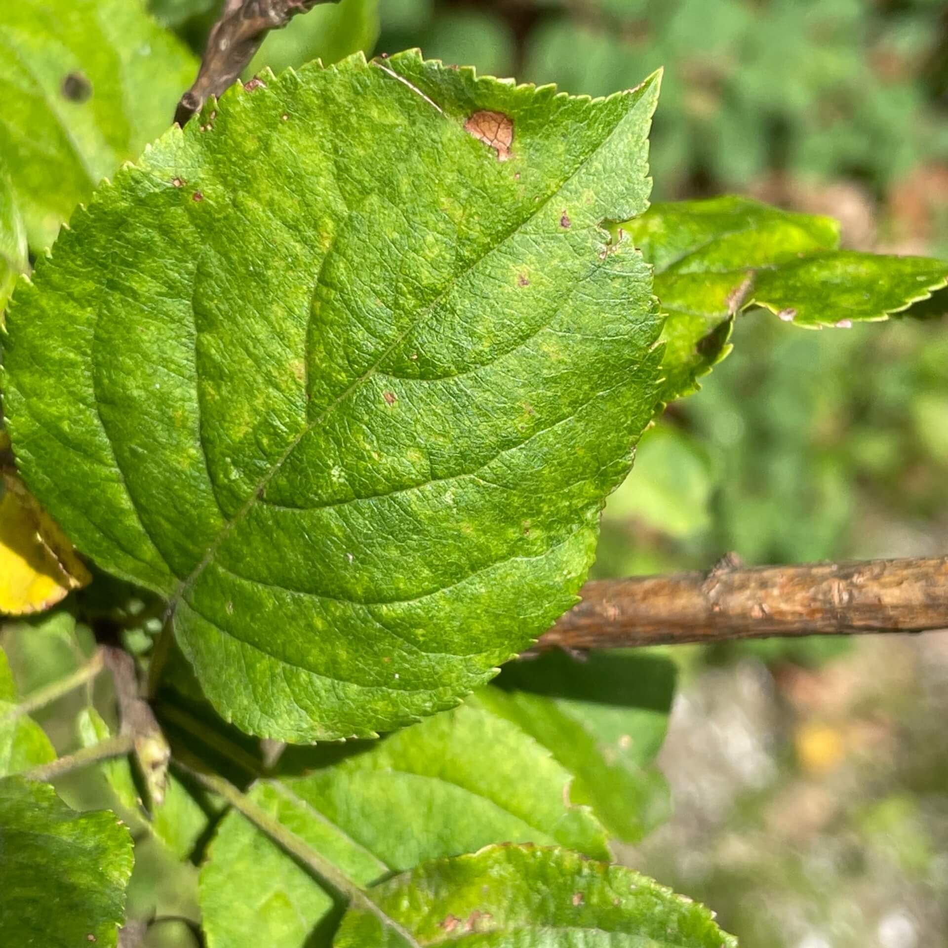 Zierapfel 'Charlottae' (Malus coronaria 'Charlottae')