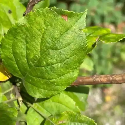 Foto von Zierapfel 'Charlottae' (Malus coronaria 'Charlottae')