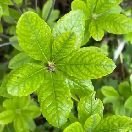 Foto von Westliche Azalee (Rhododendron occidentale)