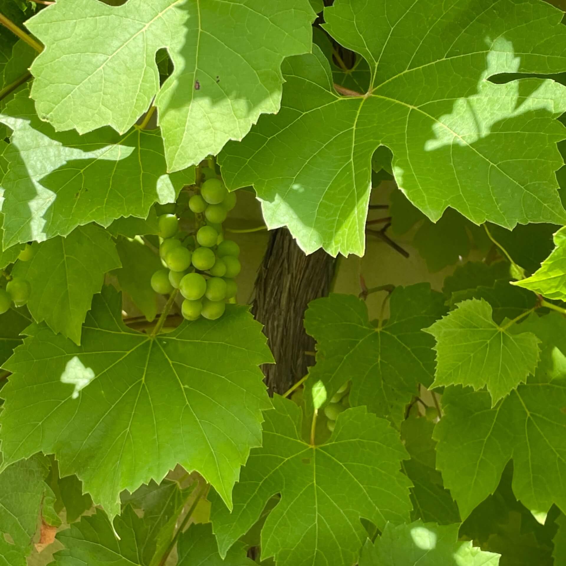 Ufer-Rebe (Vitis riparia)