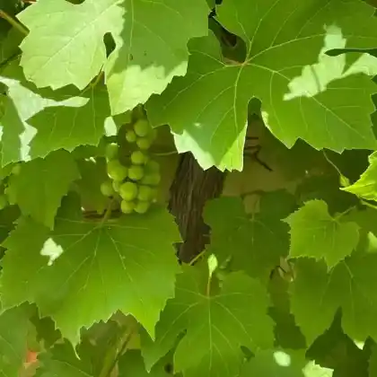 Foto von Ufer-Rebe (Vitis riparia)