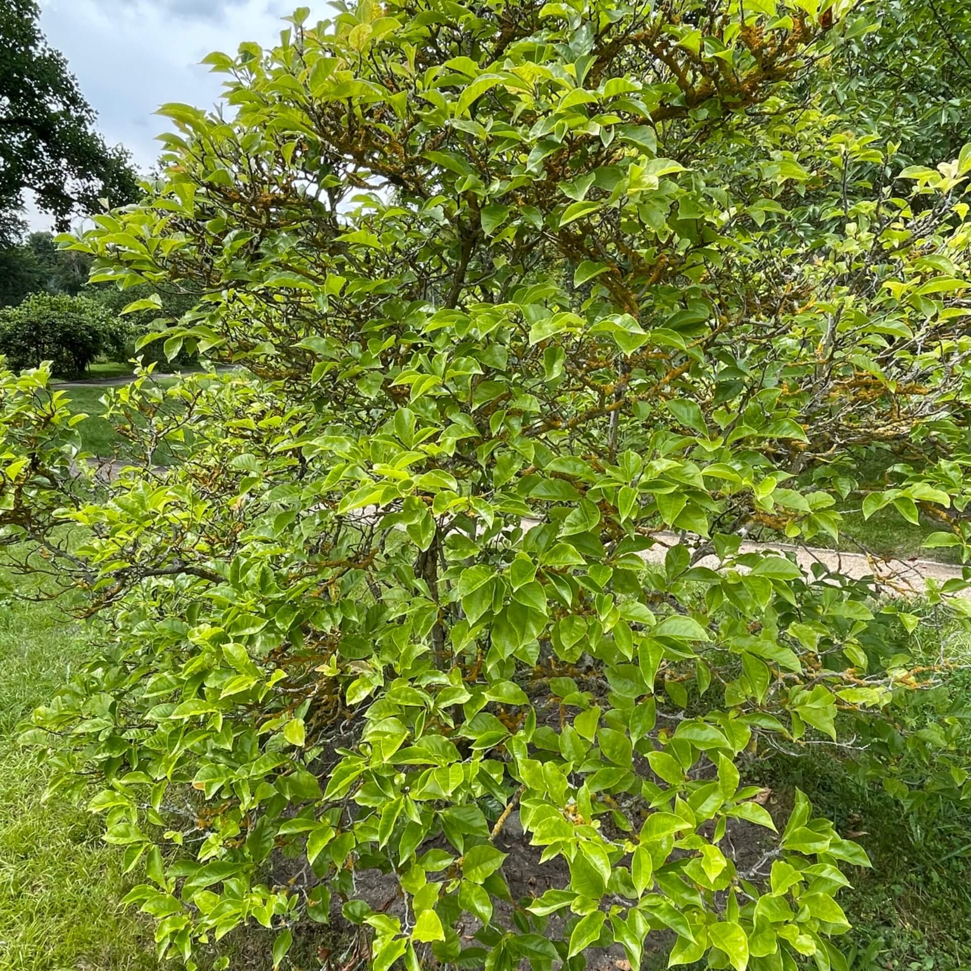 Purpur-Magnolie 'Nigra' (Magnolia liliiflora 'Nigra')